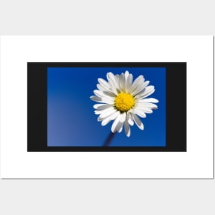 Daisy Blue Posters and Art